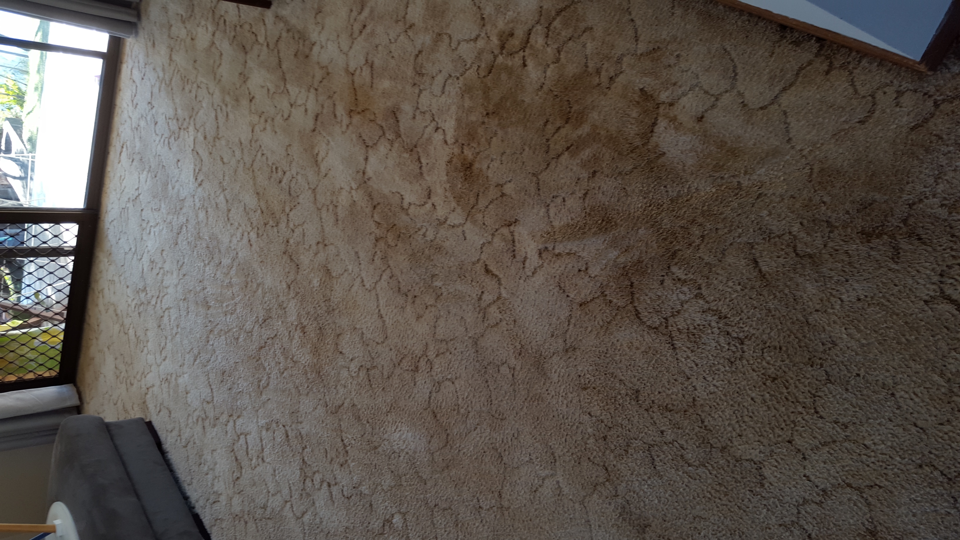 Work History Leon Pro Carpet cleaner GOLD COAST